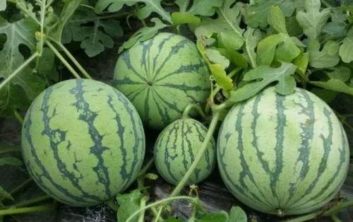 科普17c吃瓜官网黑料,黑料背后的真相与反思